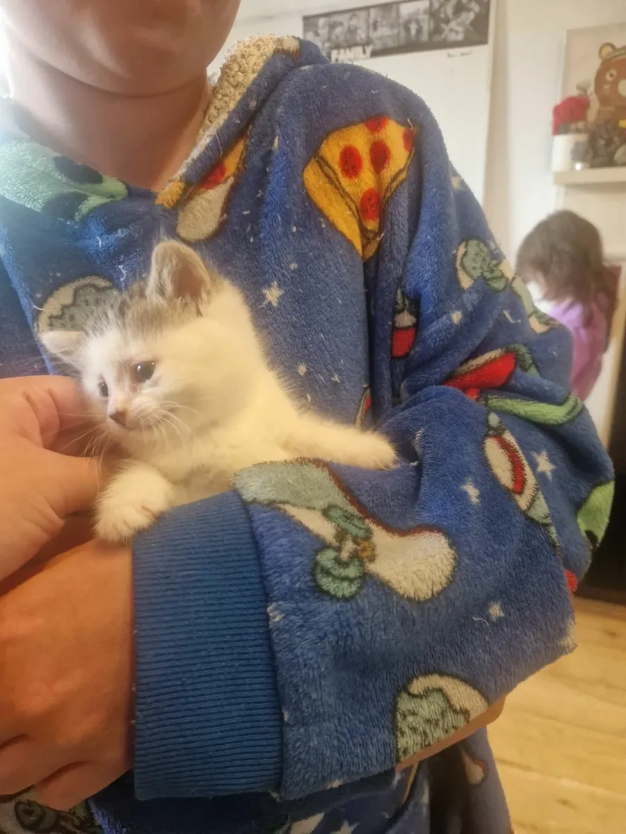 Kittens - Image 3