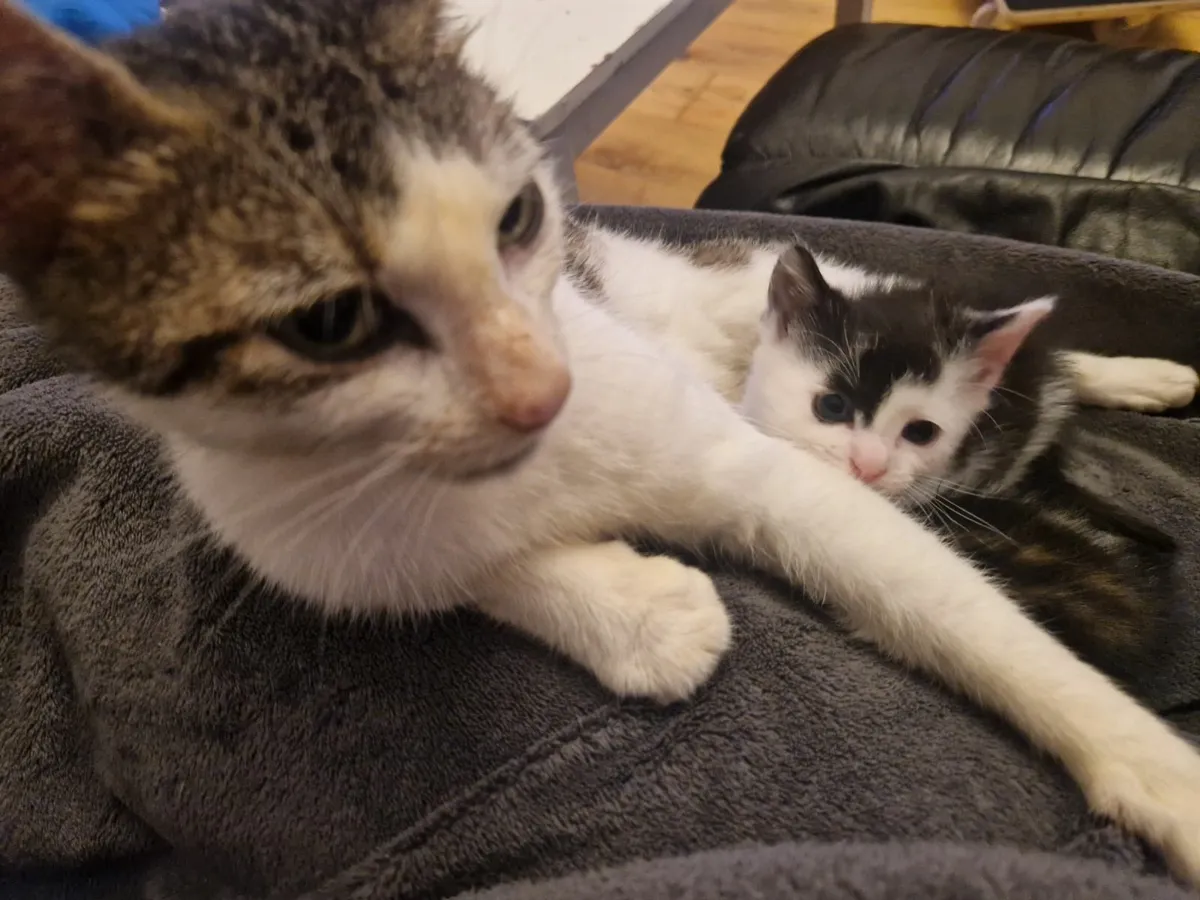 Kittens - Image 4