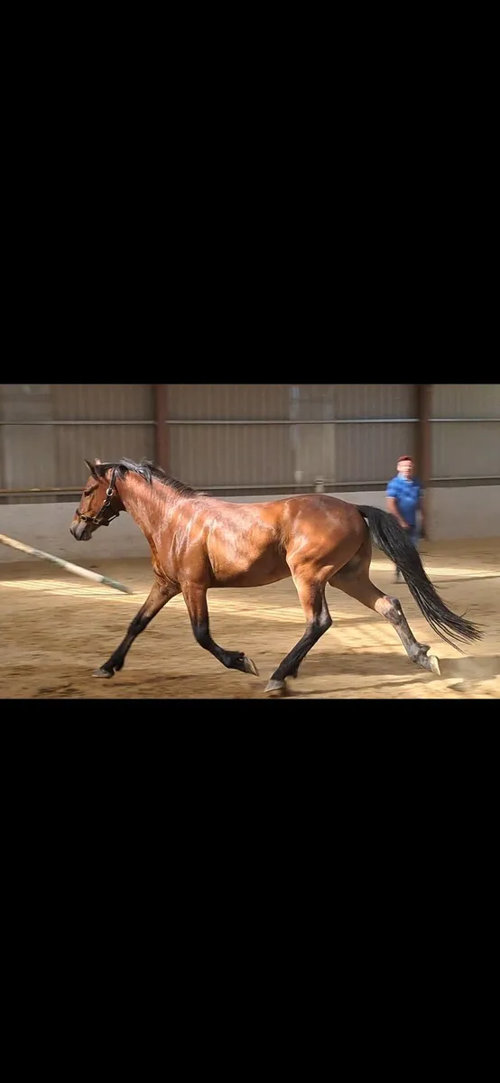 3 Yr old Reg. Connemara gelding - Image 1