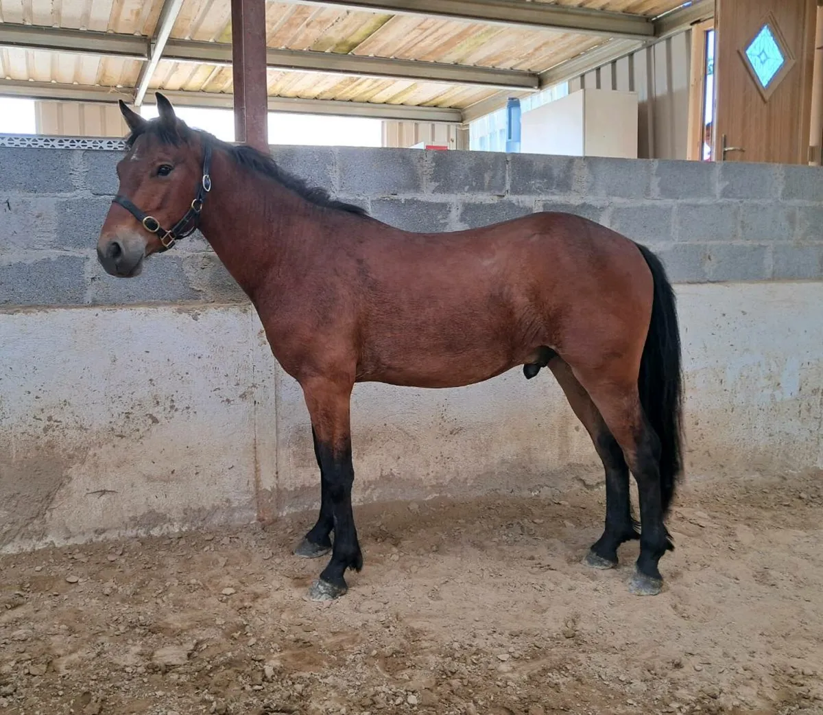 3 Yr old Reg. Connemara gelding - Image 2