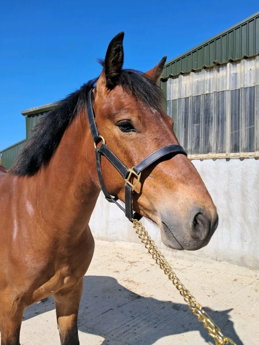 3 Yr old Reg. Connemara gelding - Image 3
