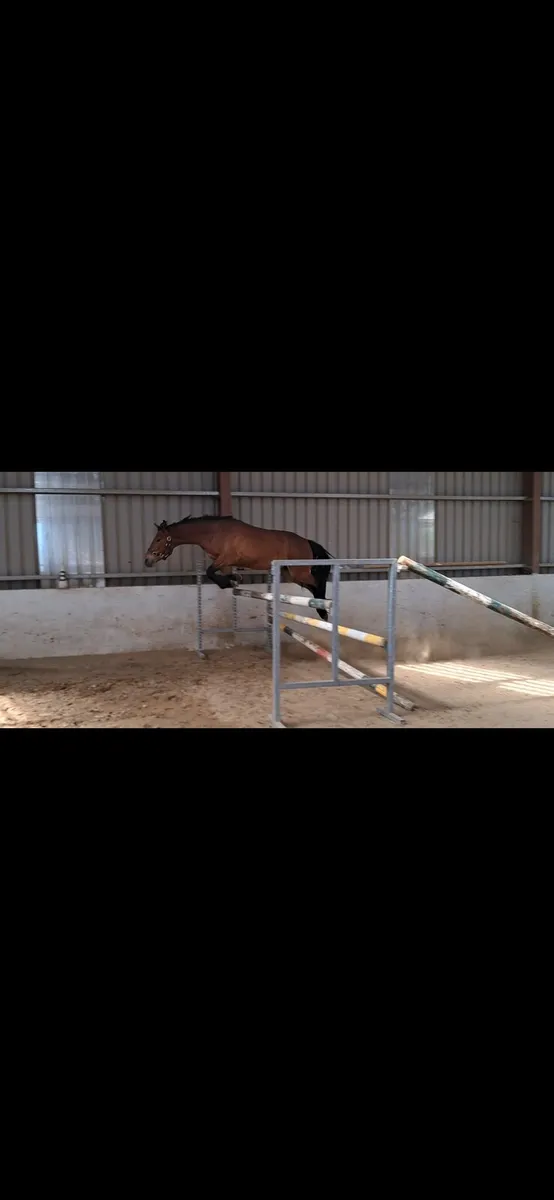 3 Yr old Reg. Connemara gelding - Image 4