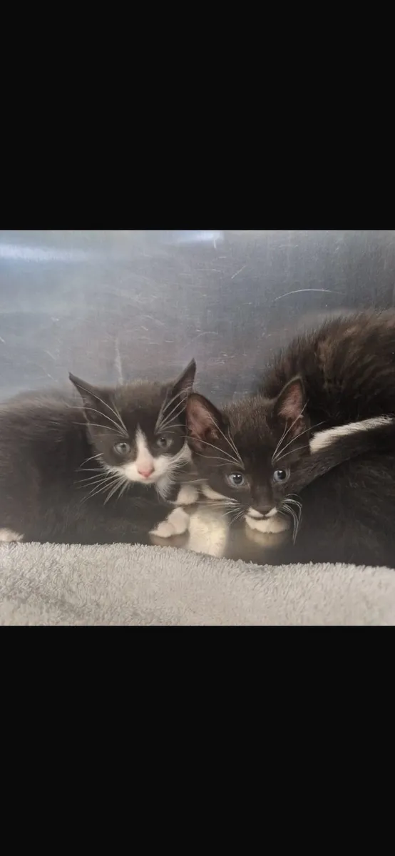 Kittens Free to Good Homes - Image 2
