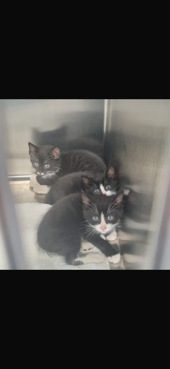 Kittens Free to Good Homes - Image 3