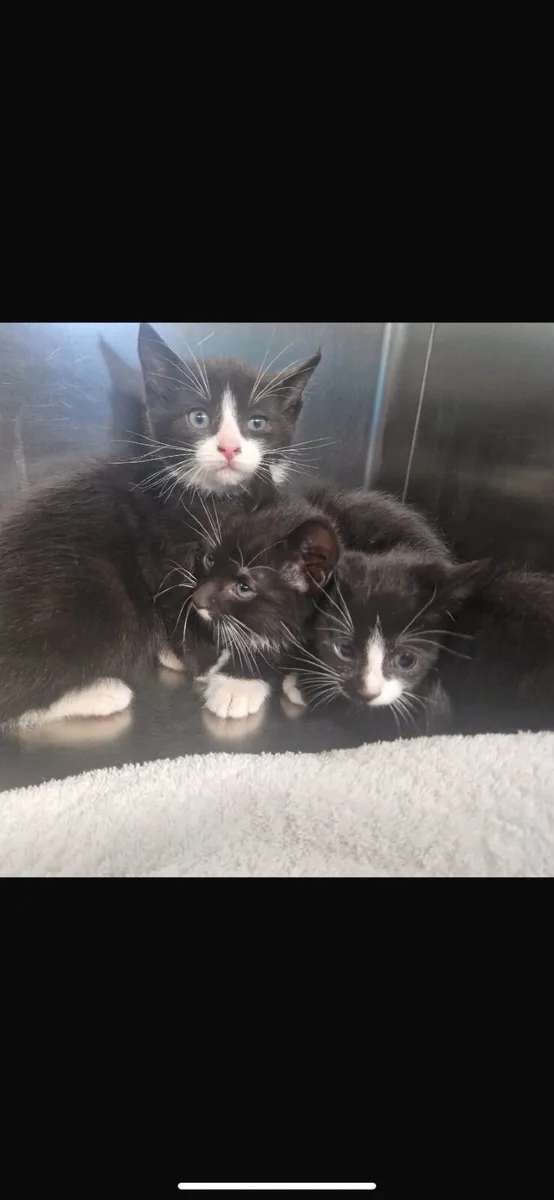 Kittens Free to Good Homes - Image 4