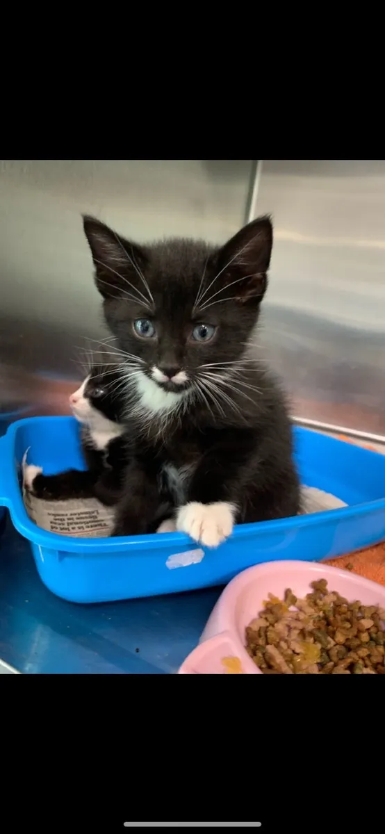 Kittens Free to Good Homes - Image 1