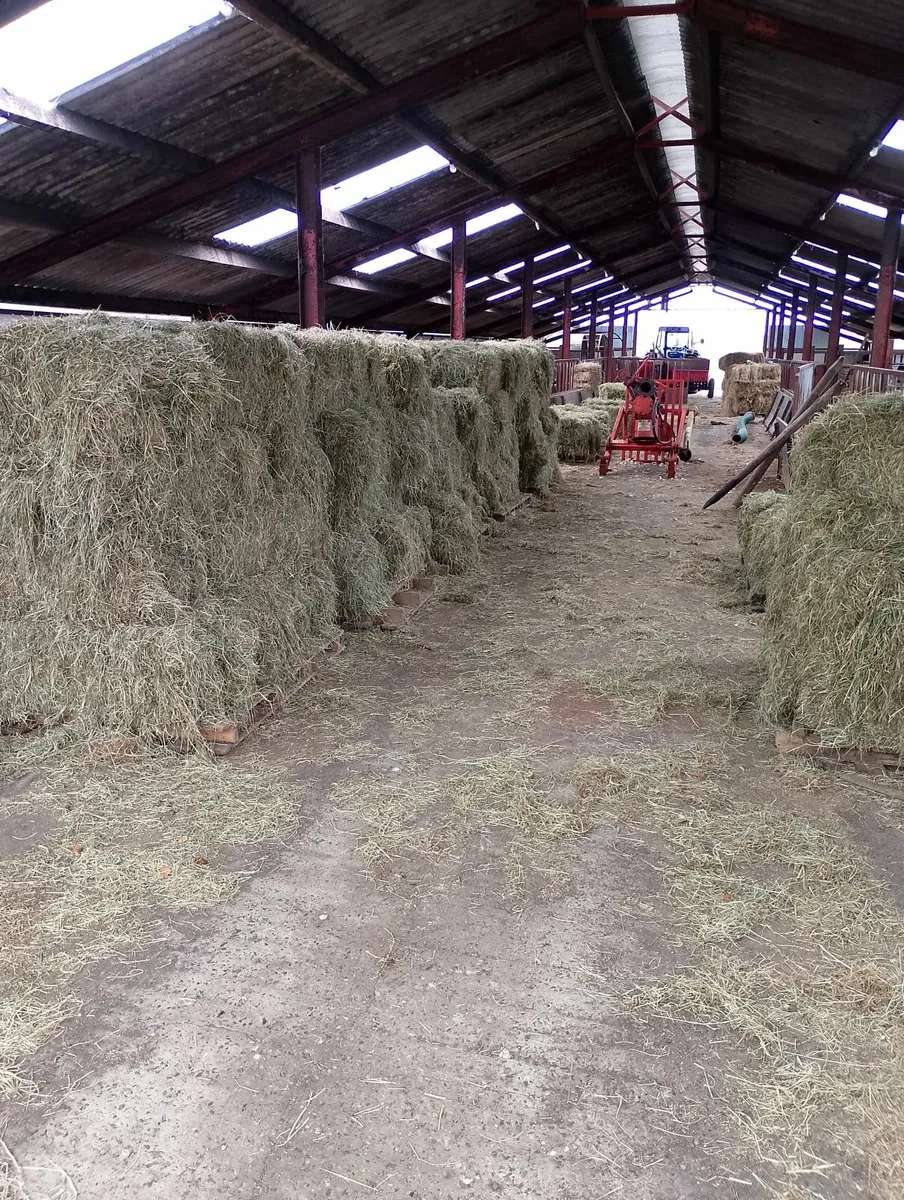 Top Quality Hay - Image 2