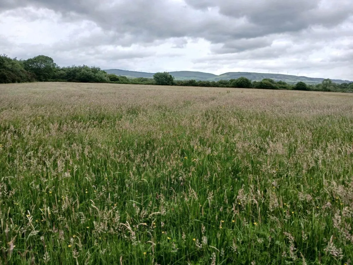 Silage - Image 2