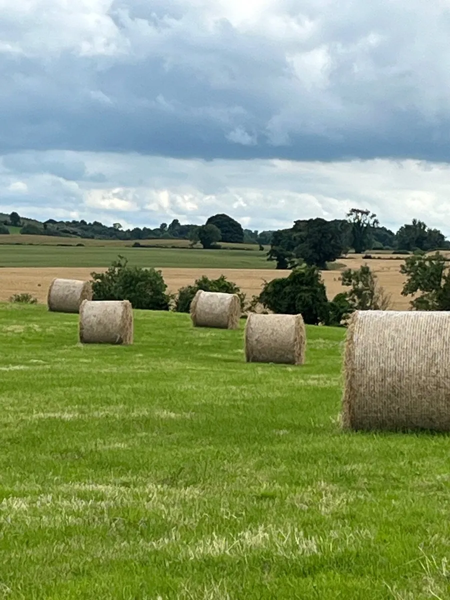 Top Quality Hay - Image 1