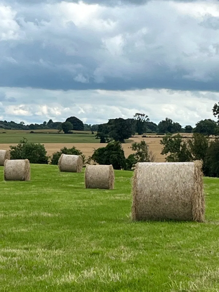Top Quality Hay - Image 2