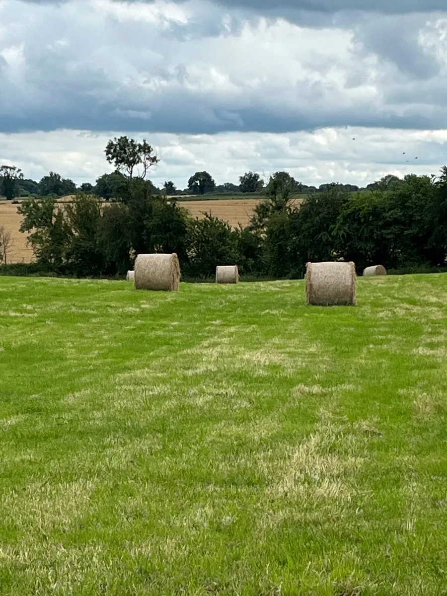 Top Quality Hay - Image 3