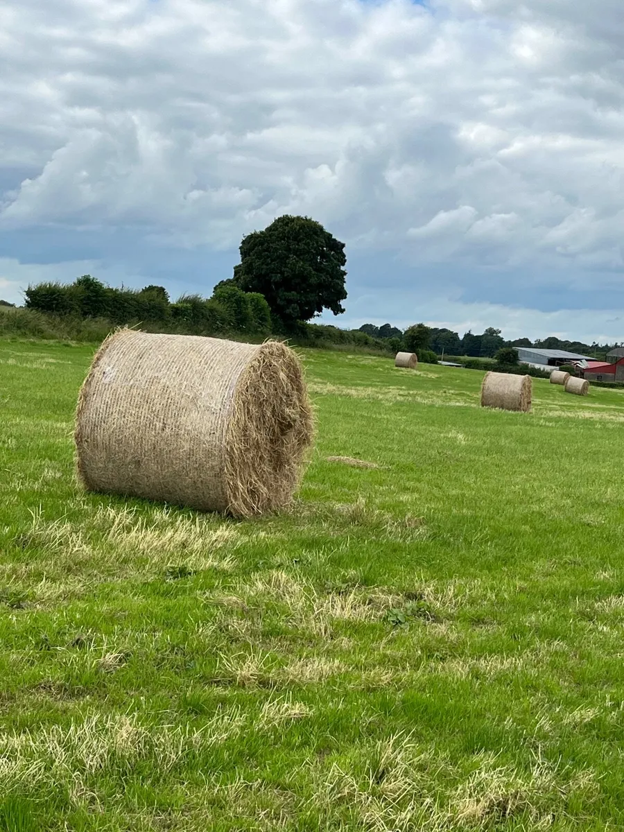 Top Quality Hay - Image 4
