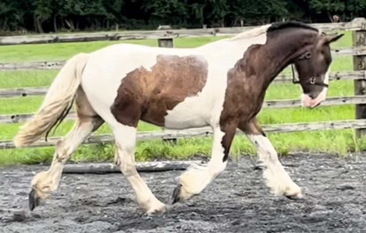 Show Cob - Image 2