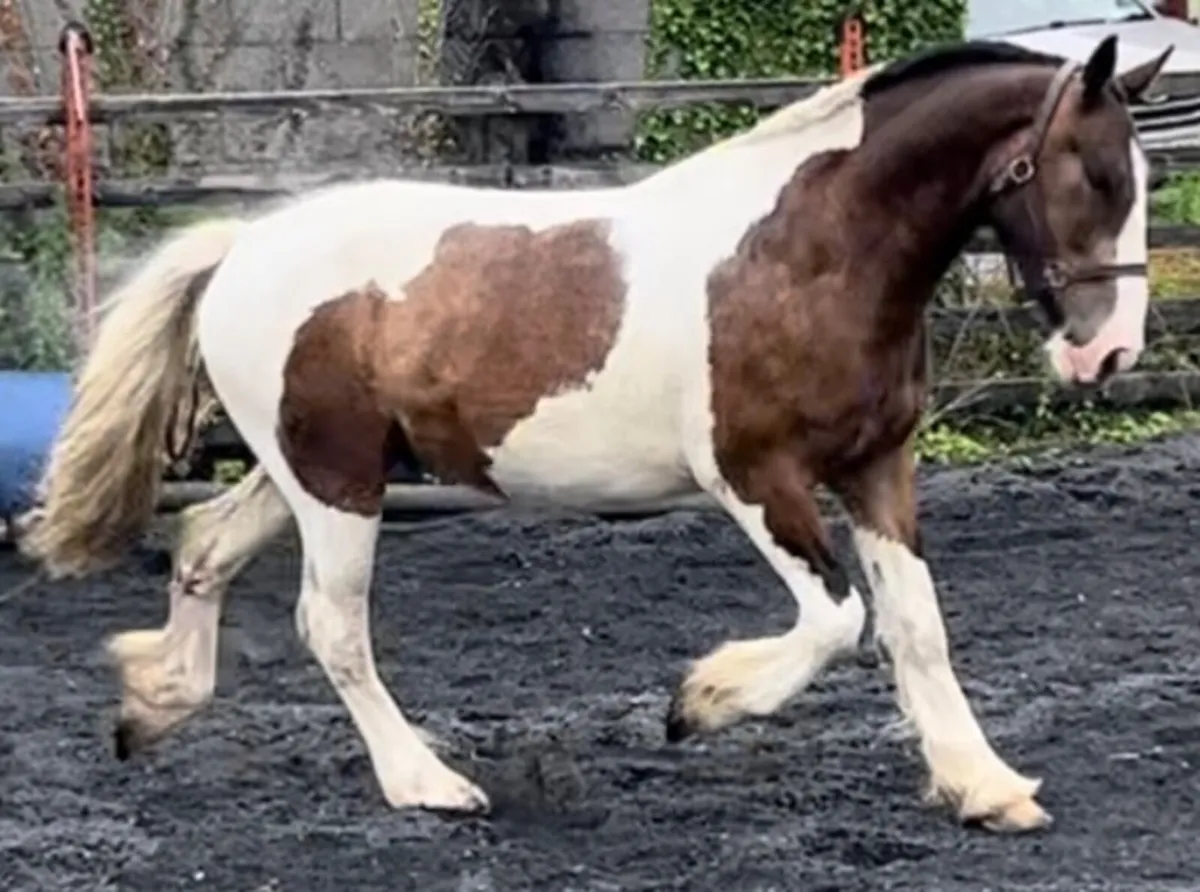 Show Cob - Image 3