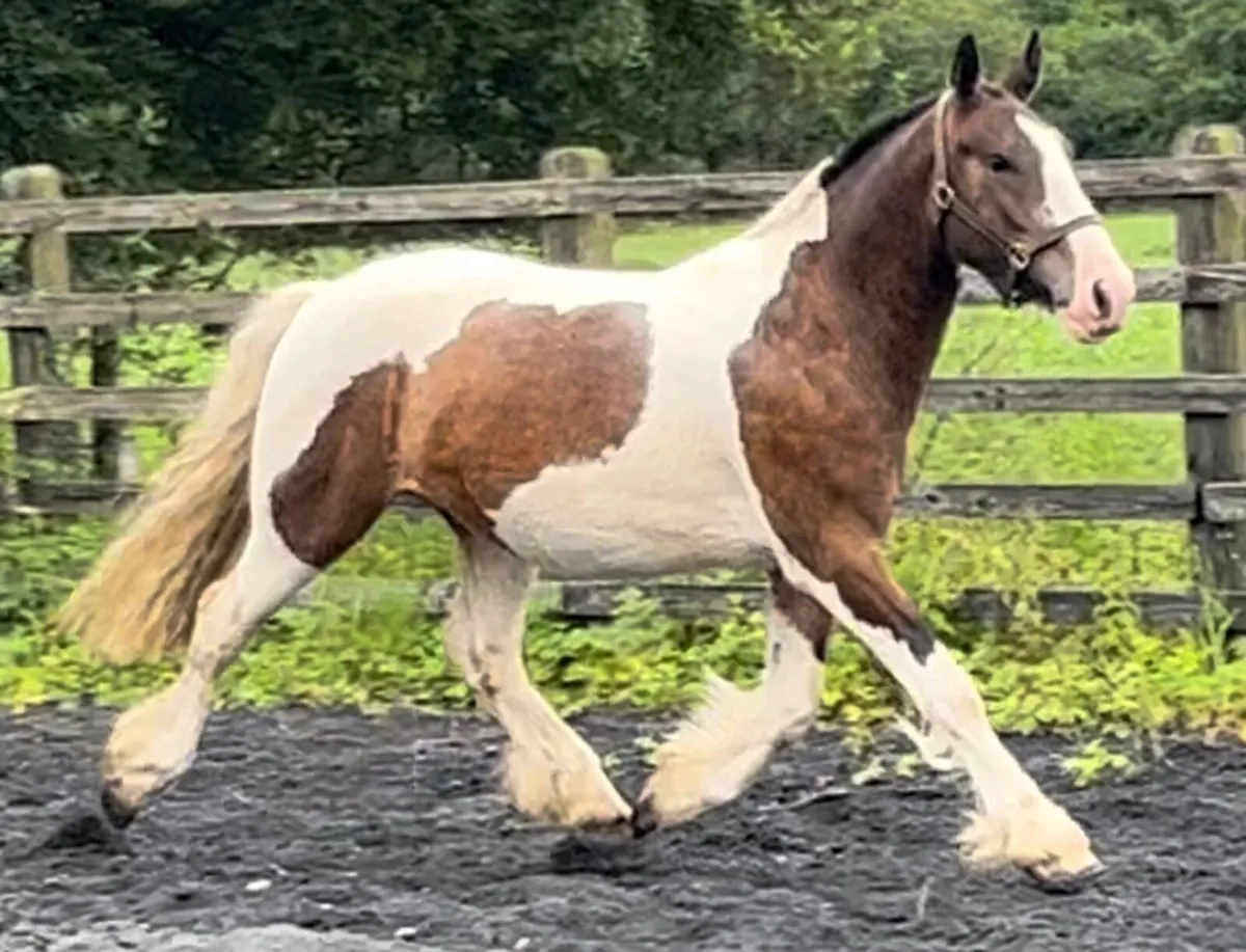 Show Cob - Image 4