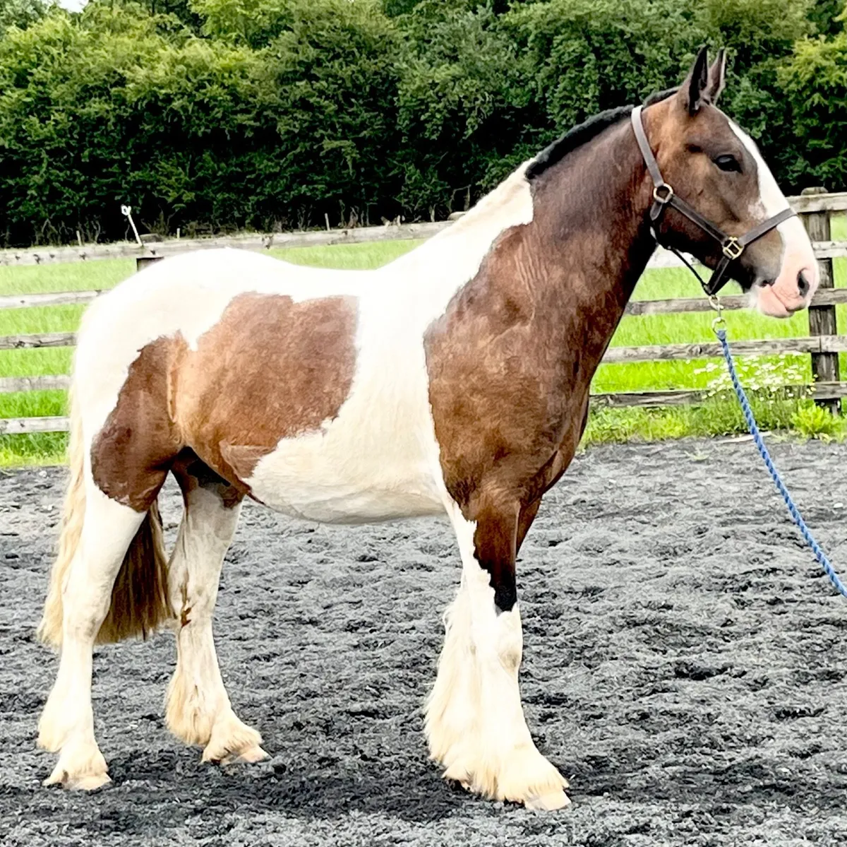 Show Cob - Image 1