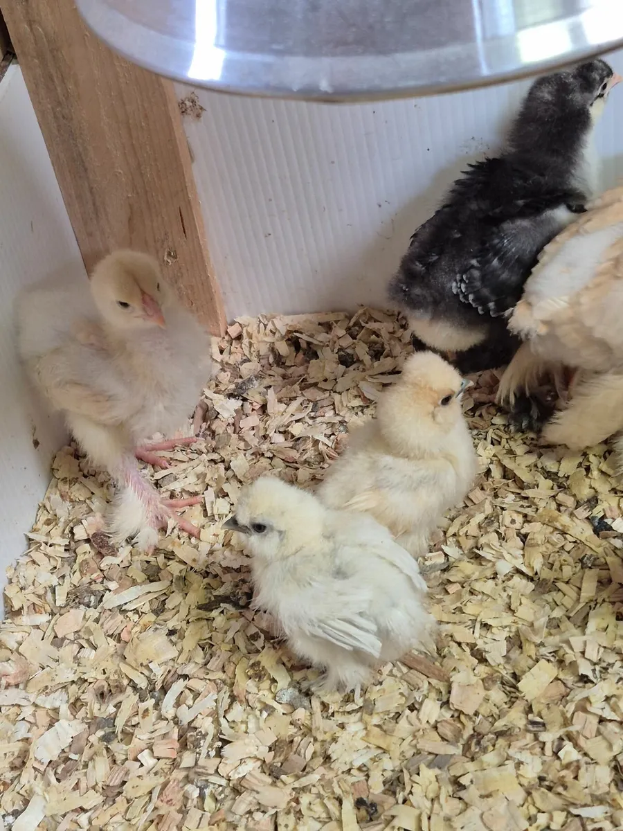 Usa chocolate Silkie Rooster, Silkie &Pekin chicks - Image 3