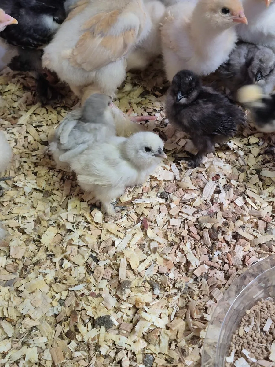 Usa chocolate Silkie Rooster, Silkie &Pekin chicks - Image 4