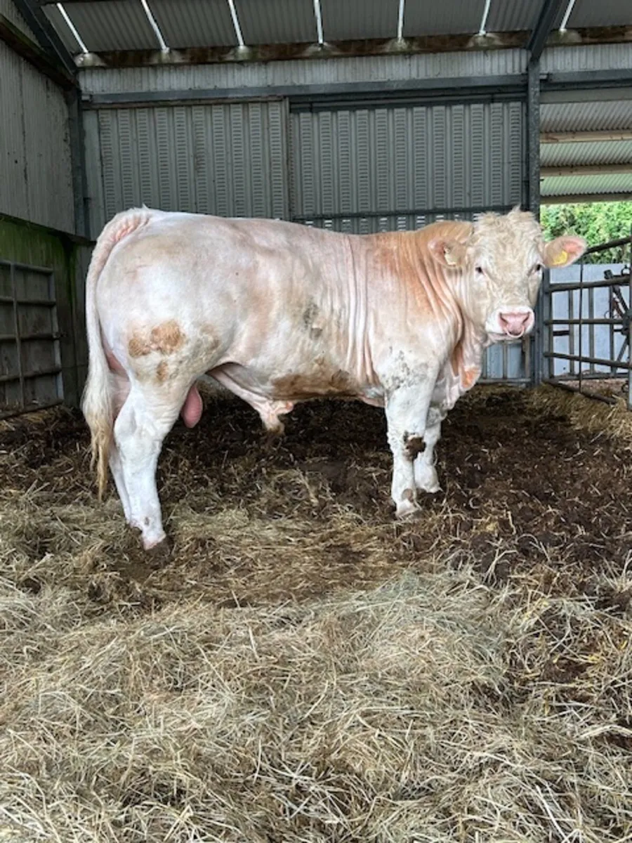 Easy calving Charolais bull - Image 1