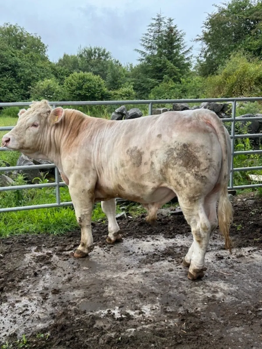 Easy calving Charolais bull - Image 2