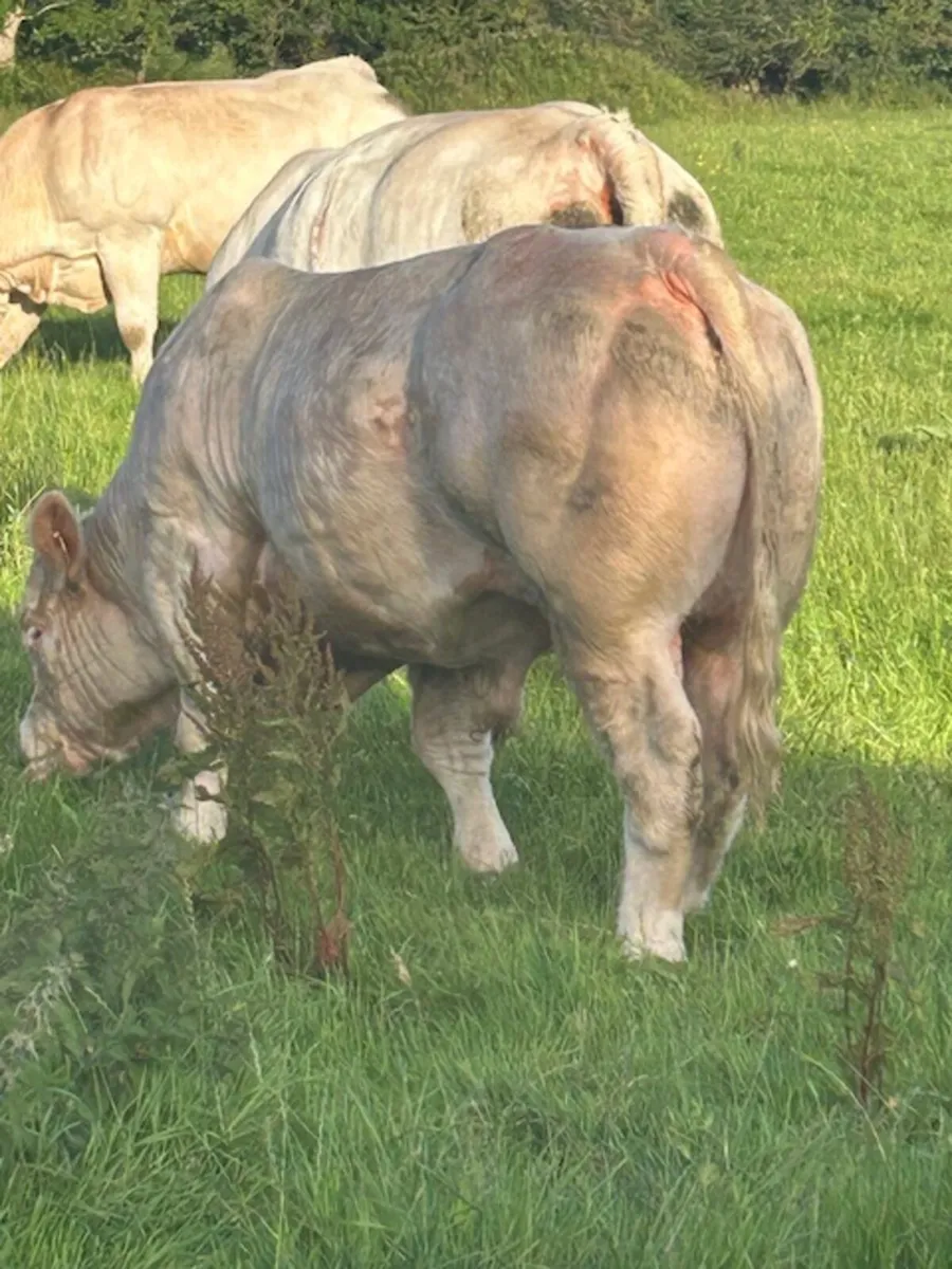 Easy calving Charolais bull - Image 3