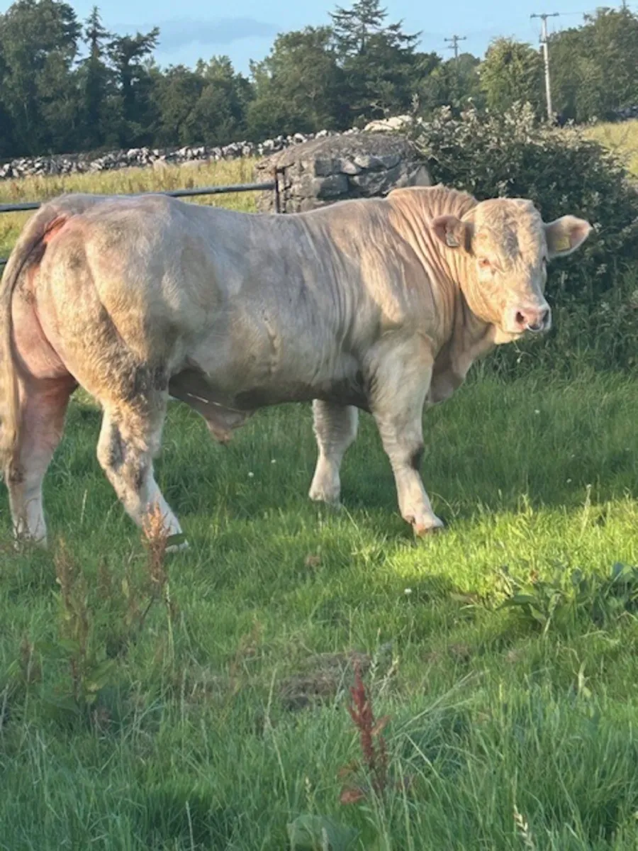 Easy calving Charolais bull - Image 4