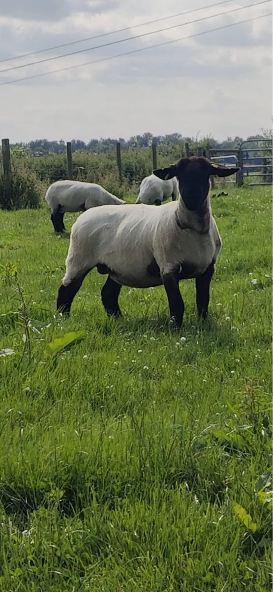 Pedigree Suffolk ewes - Image 1