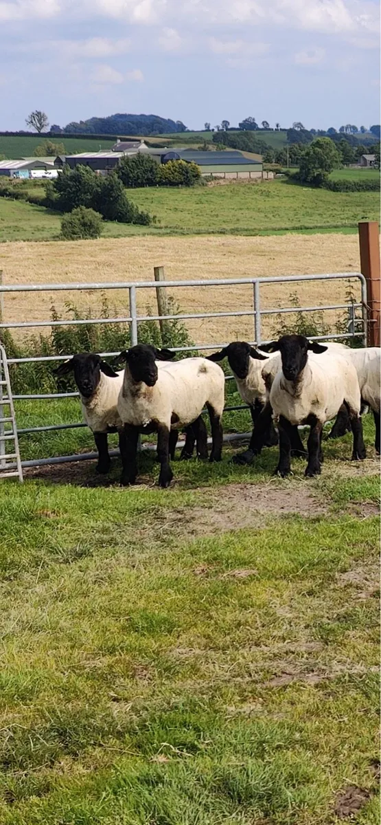 Pedigree Suffolk ewes - Image 2