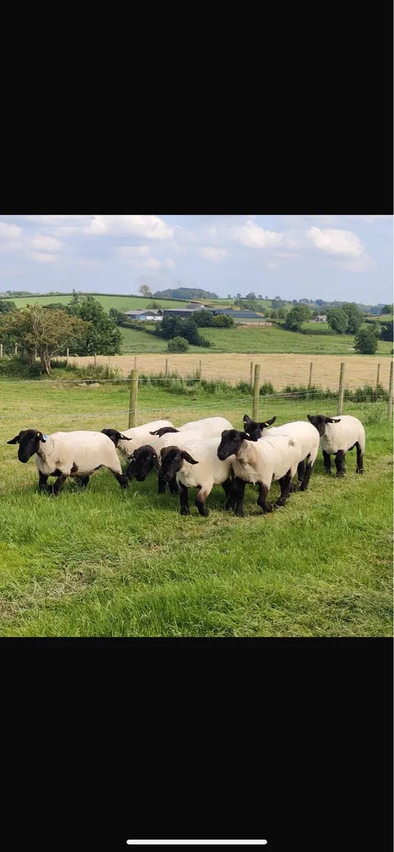 Pedigree Suffolk ewes - Image 3