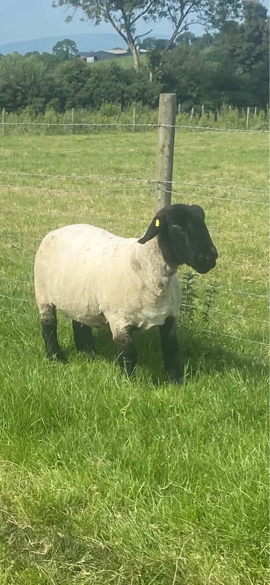 Pedigree Suffolk ewes - Image 4