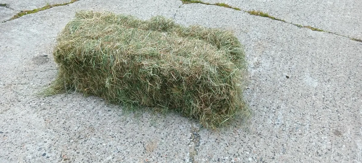 Top Quality Hay - Image 1