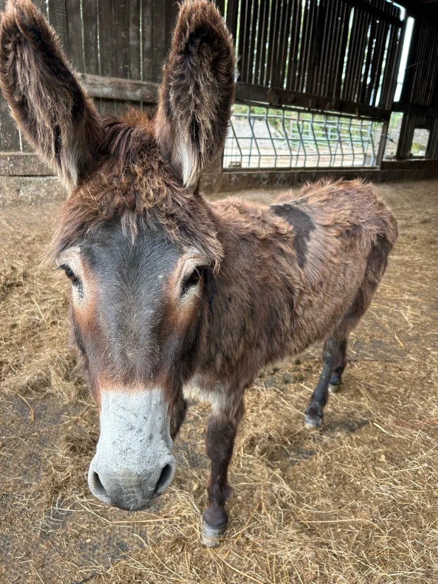 Jack donkey - Image 1