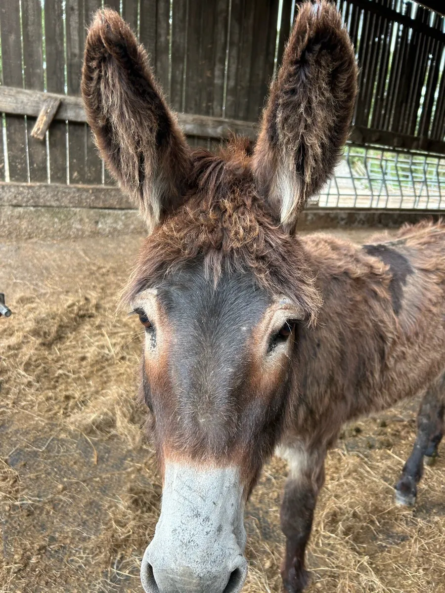 Jack donkey - Image 2