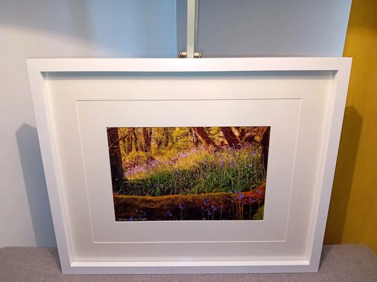 Curragh Woods, Co.Cork - Image 1