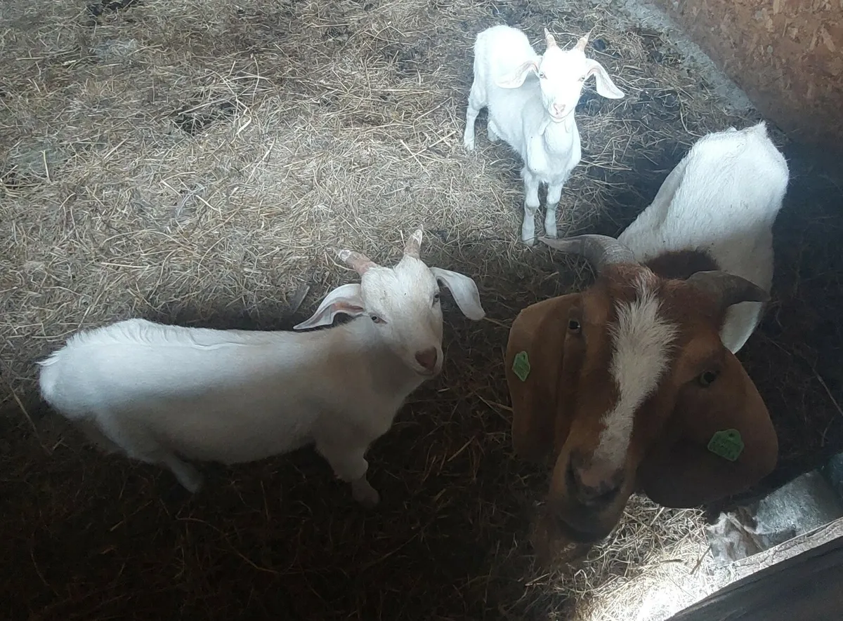 Nanny goat and 2 kids