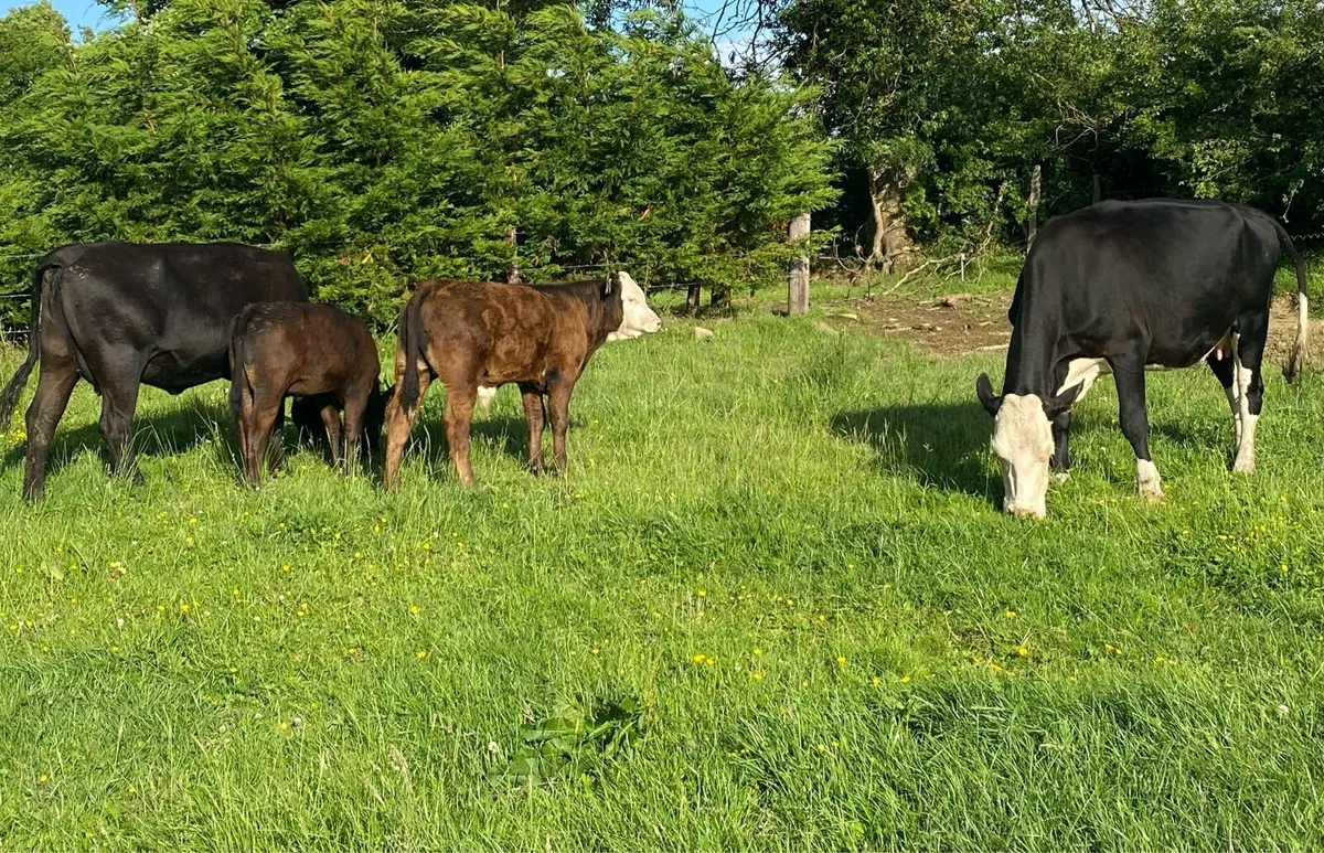 ⭐️2 Cows With Angus Calves at Foot⭐️ - Image 1