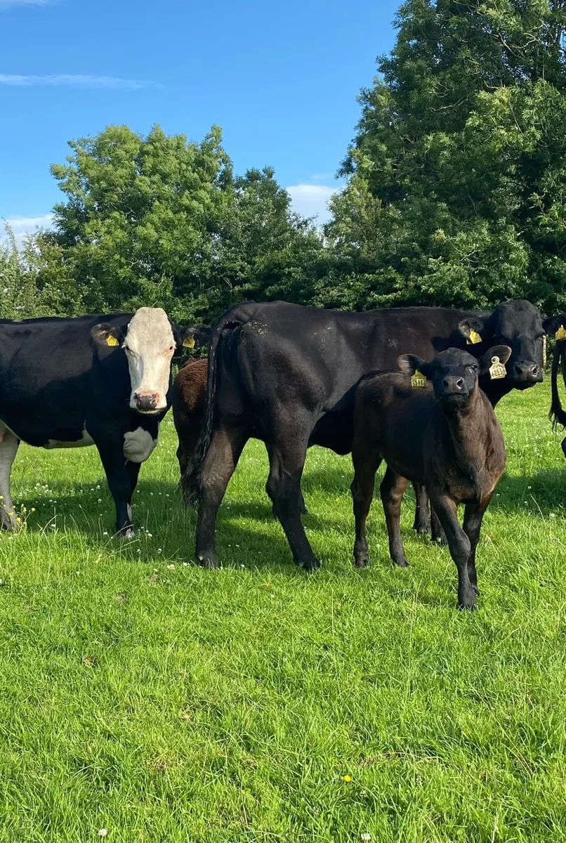 ⭐️2 Cows With Angus Calves at Foot⭐️ - Image 2
