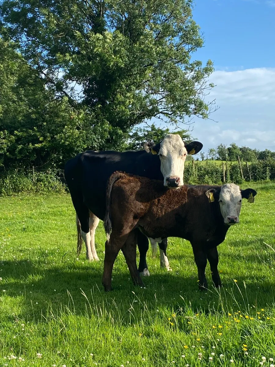 ⭐️2 Cows With Angus Calves at Foot⭐️ - Image 3