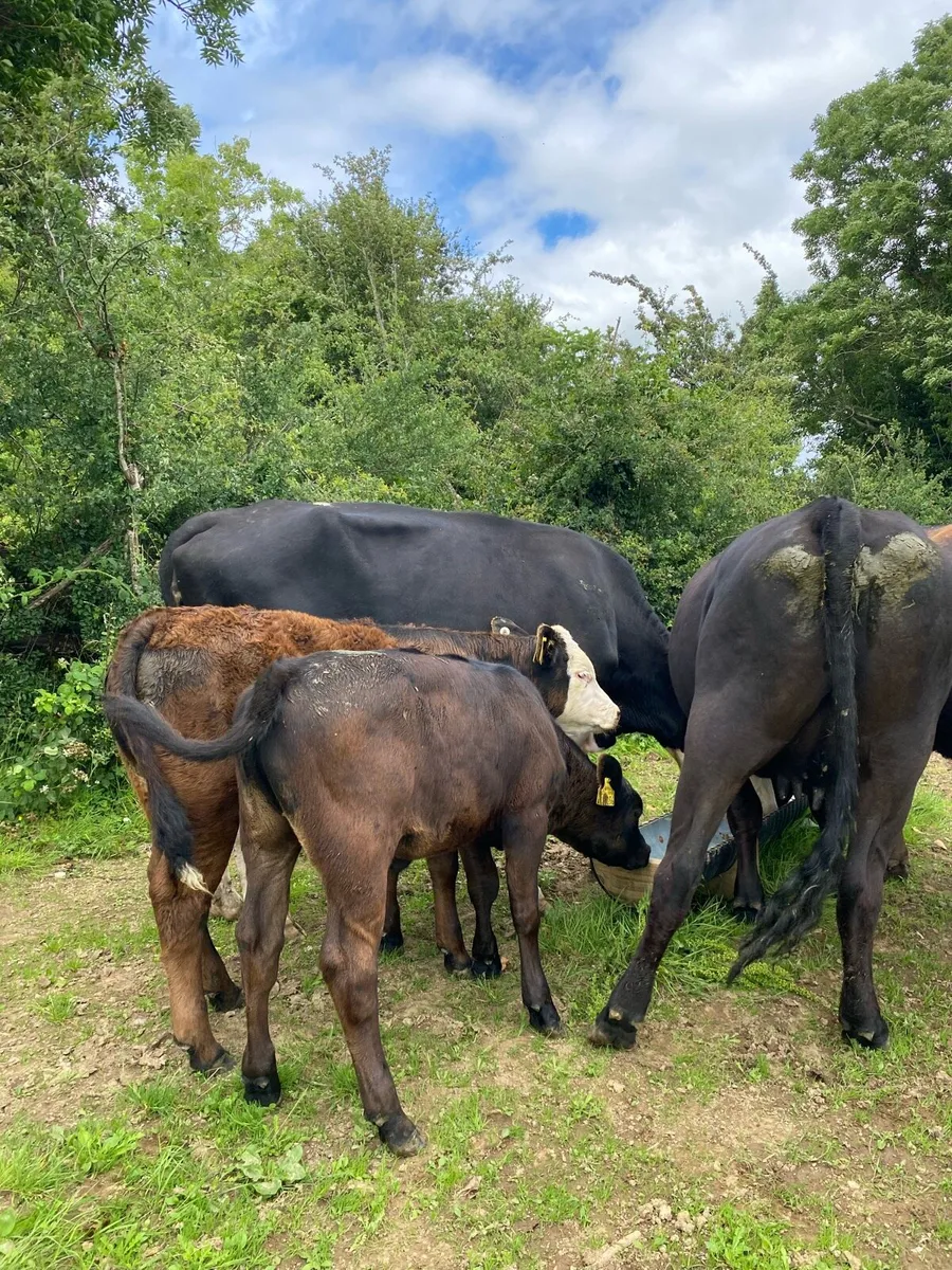 ⭐️2 Cows With Angus Calves at Foot⭐️ - Image 4
