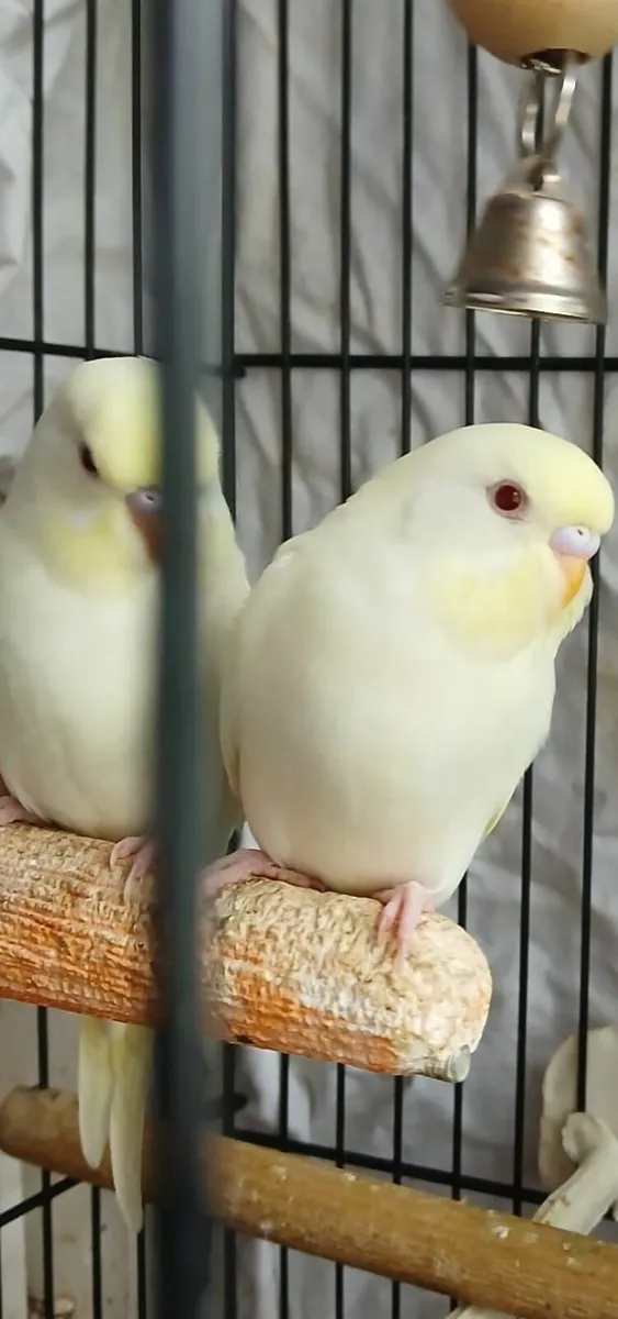 Budgies - Image 1