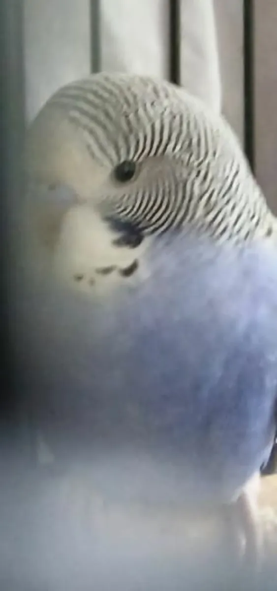 Budgies - Image 2