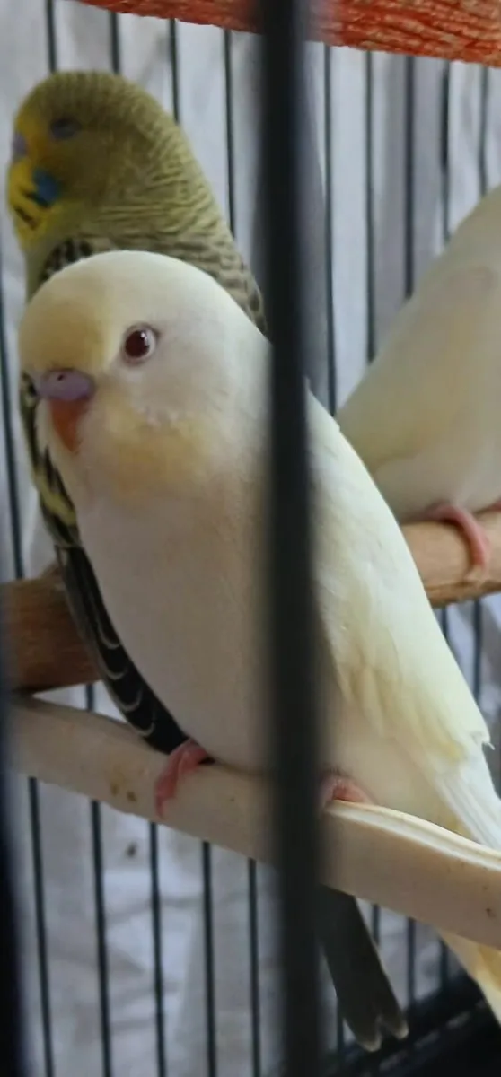 Budgies - Image 3