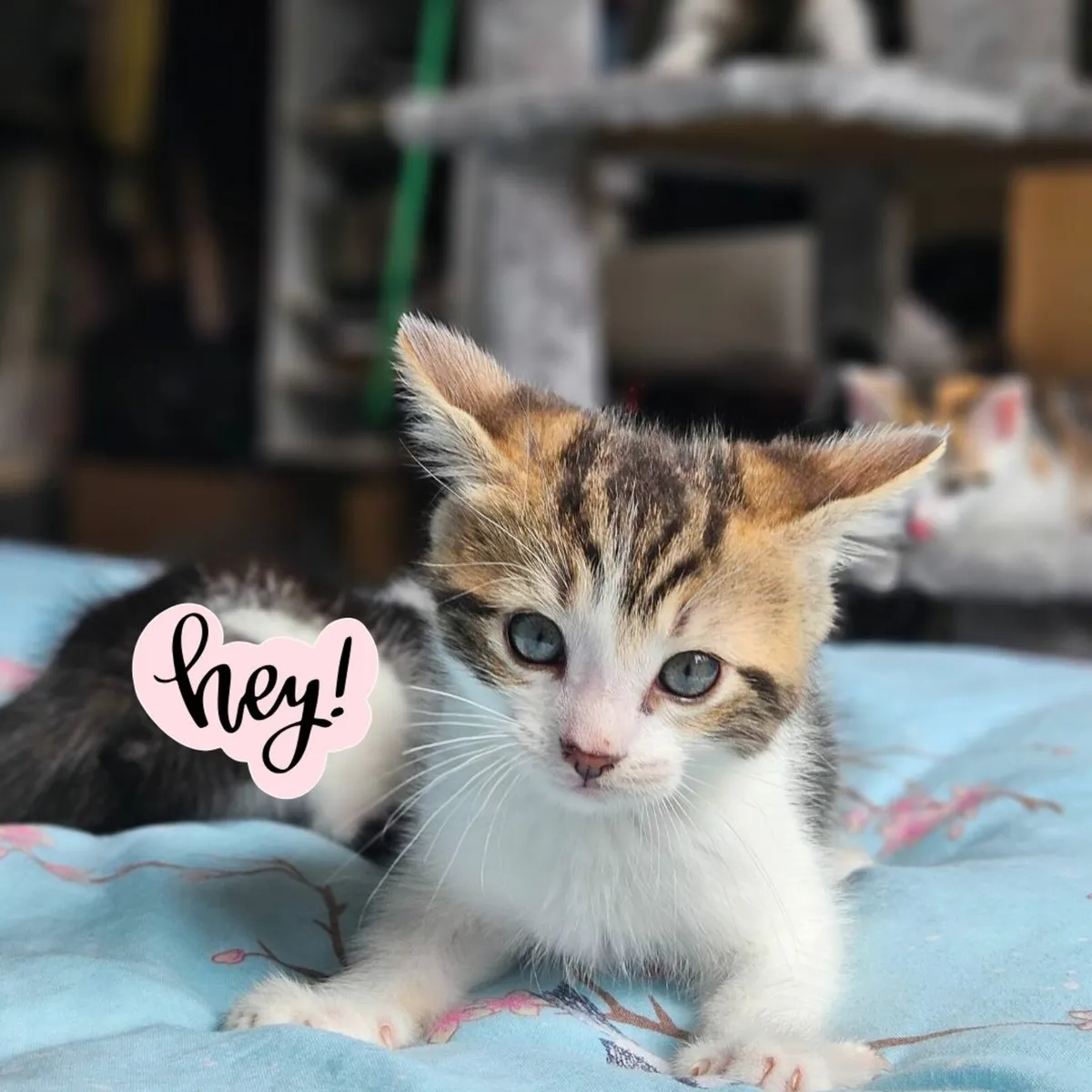 Wanted: Humans to Love (and Serve) Five Kittens of - Image 1