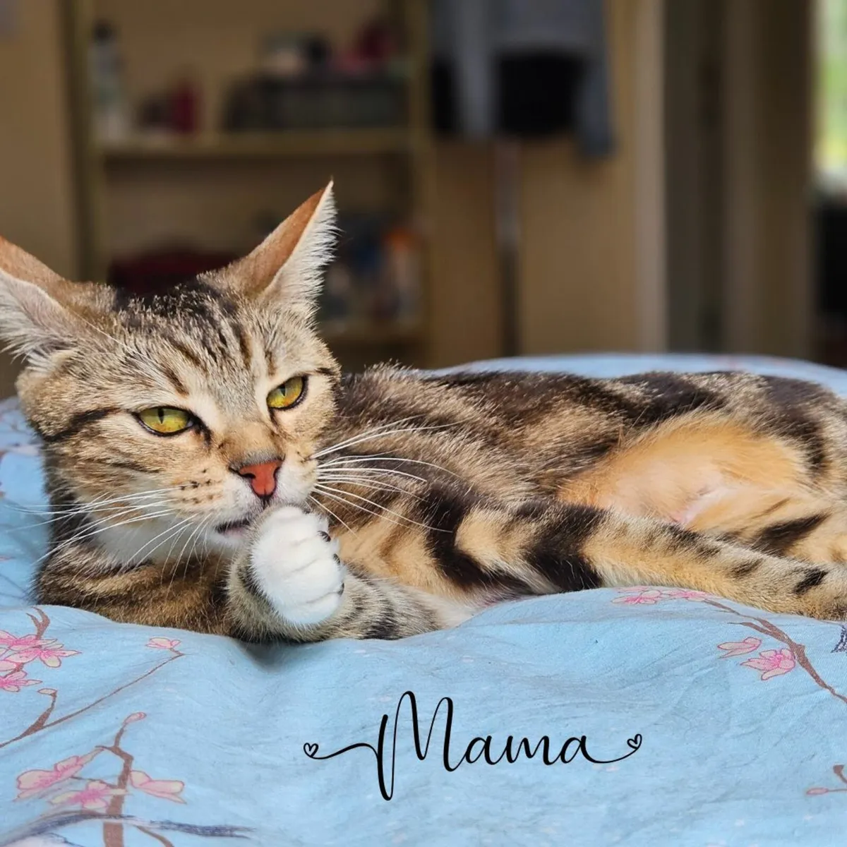 Wanted: Humans to Love (and Serve) Five Kittens of - Image 2