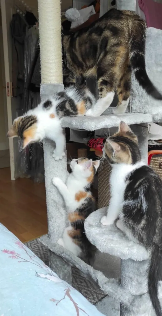 Wanted: Humans to Love (and Serve) Five Kittens of - Image 3