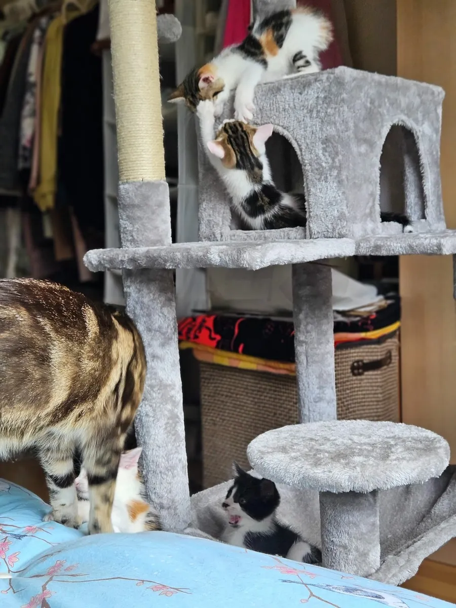 Wanted: Humans to Love (and Serve) Five Kittens of - Image 4