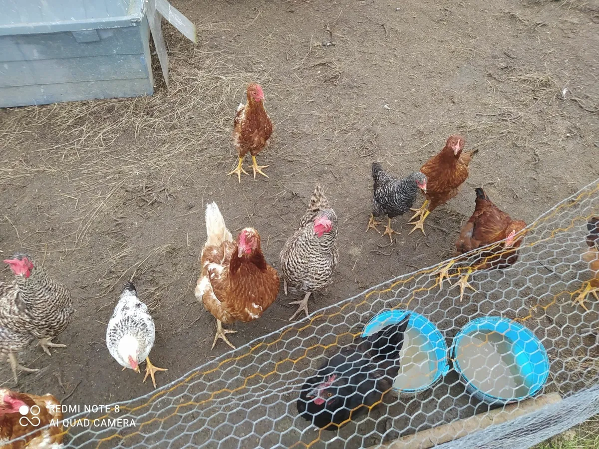 Ducks and chickens - Image 3