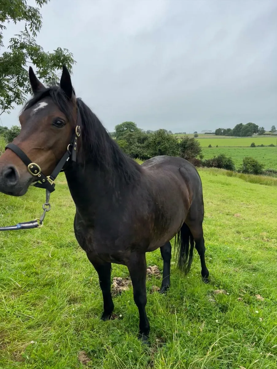 Eye-catching Connemara filly for sale. - Image 1