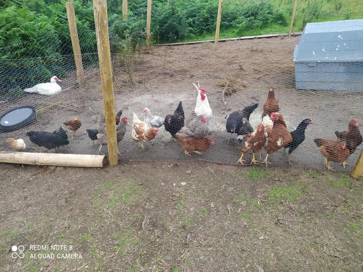 Ducks and chickens - Image 4