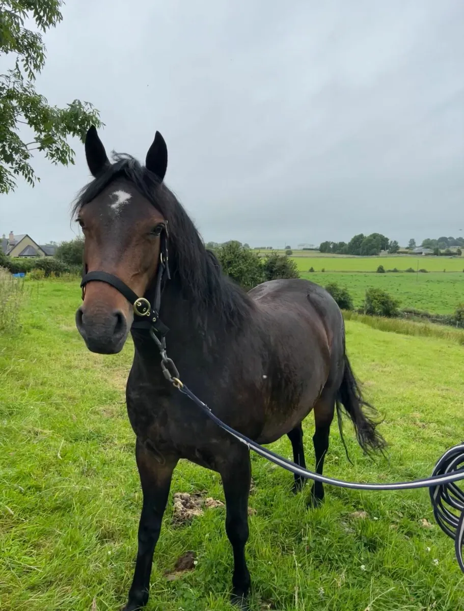 Eye-catching Connemara filly for sale. - Image 2